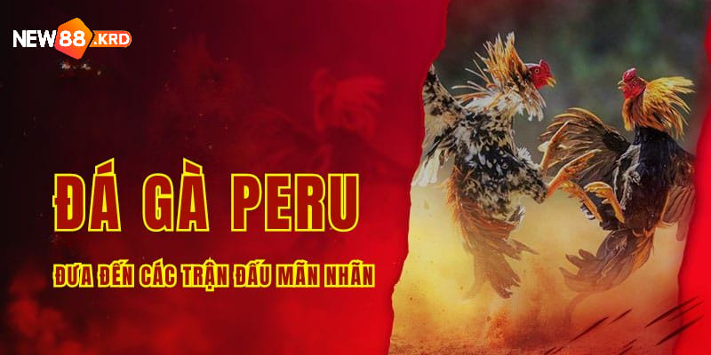 Đá gà Peru đưa đến các trận đấu mãn nhãn