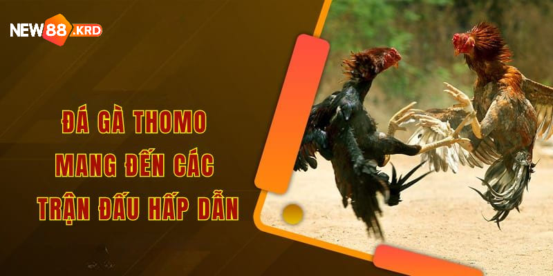 Đá gà thomo mang đến các trận đấu hấp dẫn