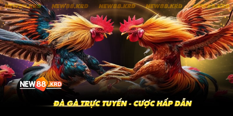 Xem đá gà online - Cược trực tuyến tại New 88